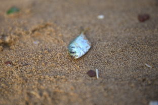 -台风带来海鲜盛宴，惠州赶海活动火爆全城，惠州赶海几点去比较好